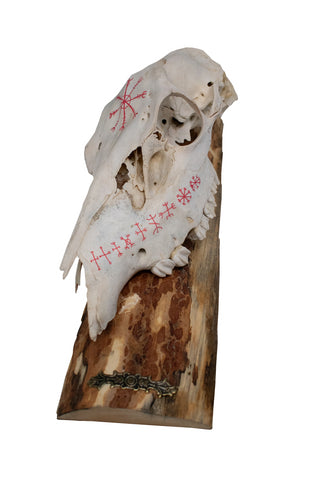 Image of Helm of Awe Elk Skull Wall Hanger
