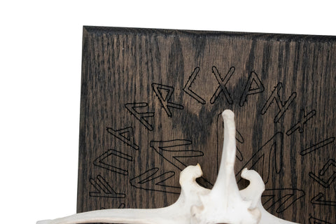 Image of Elk Vertebra on Oak – Connection to the gods Stave
