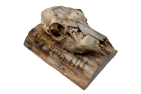 Image of Deer Skull Wall Hanger – Icelandic Magical Staves
