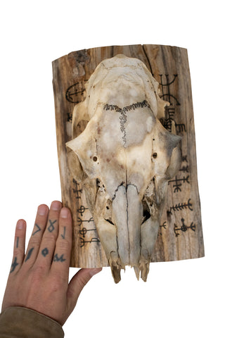 Image of Deer Skull Wall Hanger – Icelandic Magical Staves