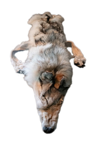 Image of Tanned Wolf Hide – 76" Long