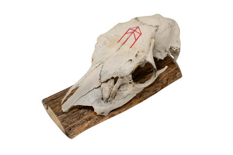Image of Elk Skull Wall Hanger with Strength Bindrune