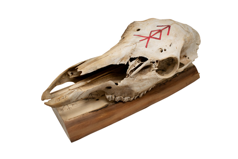 Image of Elk Skull with Home Protection Bindrune and Nine Helms Engraving