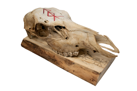 Image of Elk Skull with Home Protection Bindrune and Nine Helms Engraving