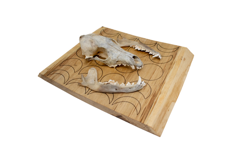 Image of Coyote Skull Wall Hanger with Moon Phases