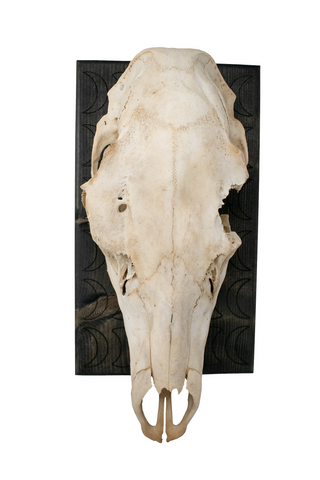 Image of Mounted Elk Skull with Moon Phase Engraved Plaque