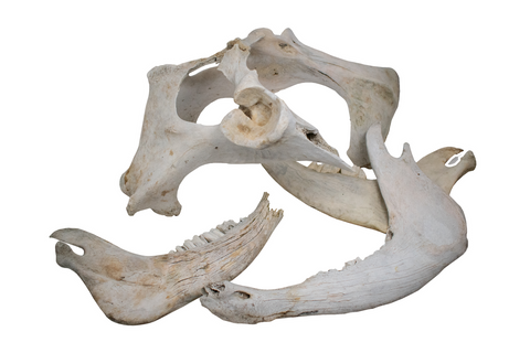 Image of Cow Bone Lot – One Hip Bone and Three Jawbones