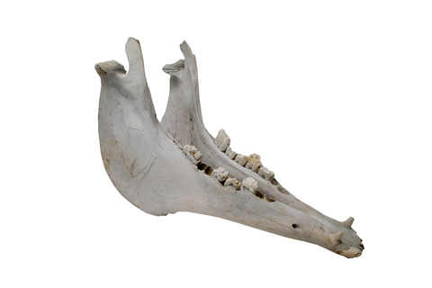 Image of Horse Jawbone