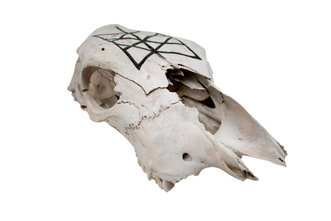 Image of Cow Skull – Web of Wyrd