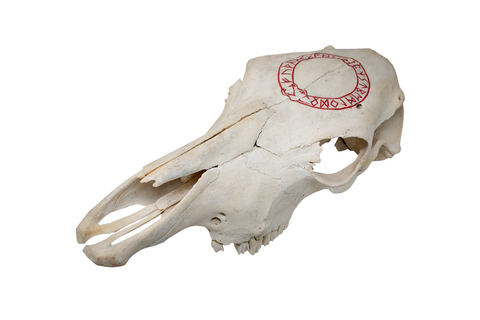 Image of Cow Skull – Jörmungandr & Elder Futhark