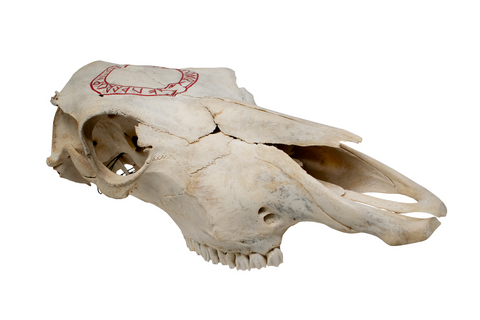 Image of Cow Skull – Jörmungandr & Elder Futhark