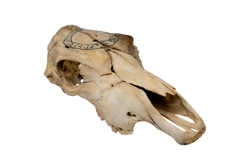 Image of Cow Skull – Jörmungandr & Elder Futhark (black paint)