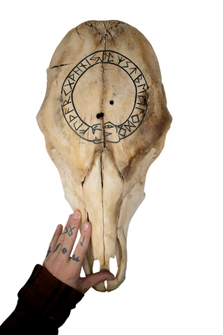 Image of Cow Skull – Jörmungandr & Elder Futhark (black paint)