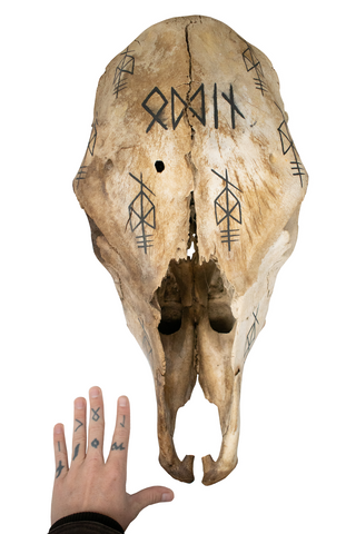 Image of Odin Invocation Cow Skull