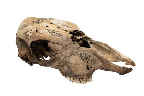 Image of Odin Invocation Cow Skull