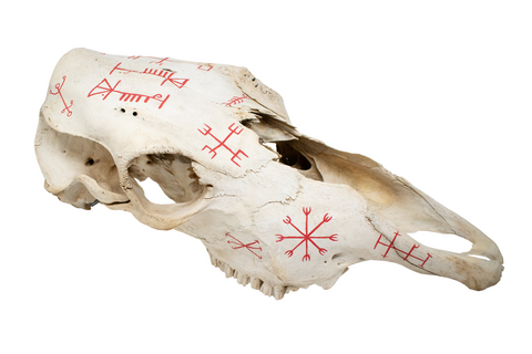 Image of Icelandic Magical Staves Cow Skull