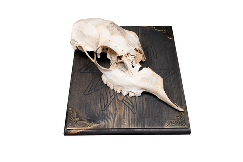Image of Deer skull wall hanger with connection to the gods stave