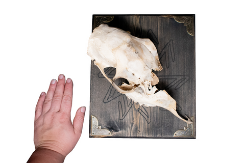 Image of Deer skull wall hanger with connection to the gods stave