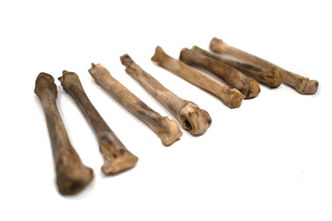 Image of gray wolf foot bone (metacarpal)