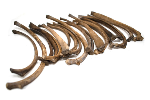 Image of large gray wolf rib bone