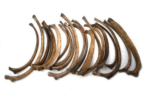 Image of large gray wolf rib bone