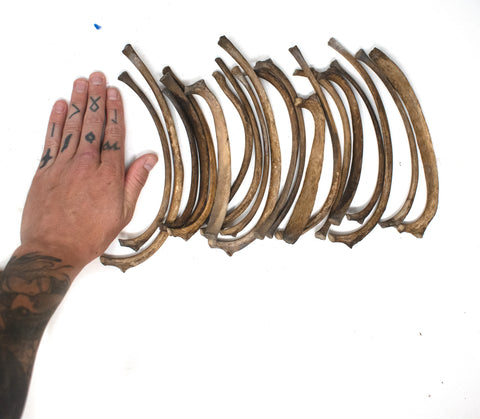 Image of large gray wolf rib bone