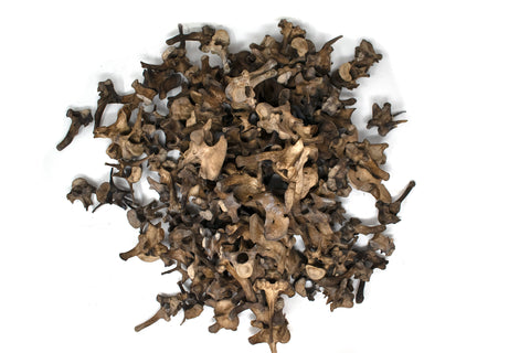 Image of gray wolf vertebra – Ritual Talisman for Norse Pagan Practice