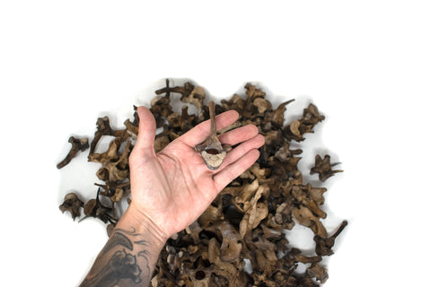 Image of gray wolf vertebra – Ritual Talisman for Norse Pagan Practice