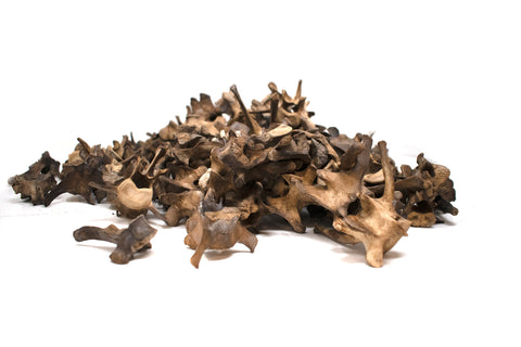 Image of gray wolf vertebra – Ritual Talisman for Norse Pagan Practice