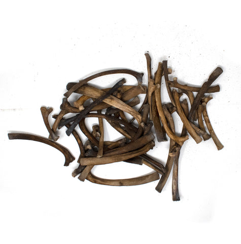 Image of small gray wolf rib bone