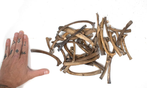 Image of small gray wolf rib bone