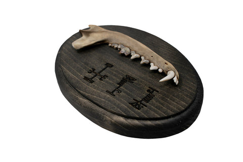 Image of Coyote Jawbone Wall Hanger with Icelandic Protective Staves