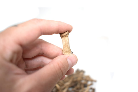 Image of gray wolf toe and tail bones