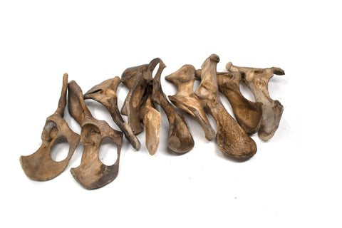 Image of gray wolf hip bone