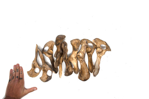 Image of gray wolf hip bone