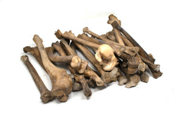 gray wolf leg bone