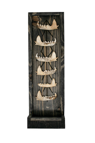 Image of marten jawbone home protection altar