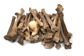 gray wolf leg bone