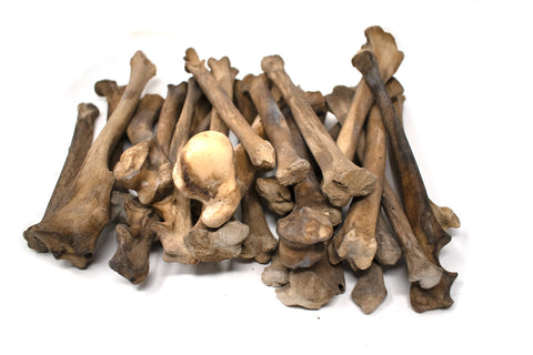 Image of gray wolf leg bone