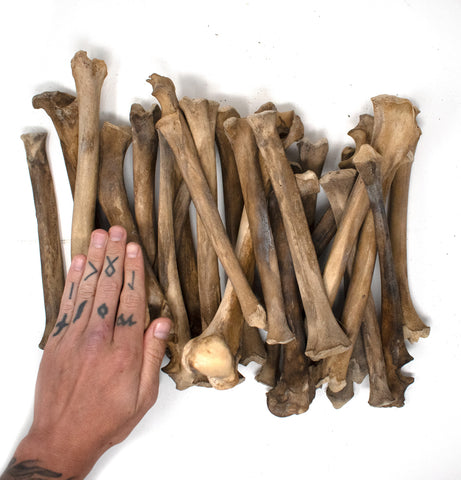 Image of gray wolf leg bone
