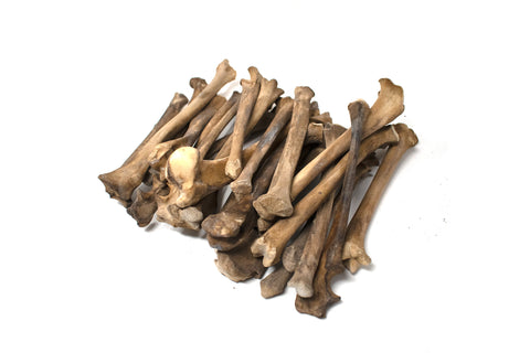 Image of gray wolf leg bone