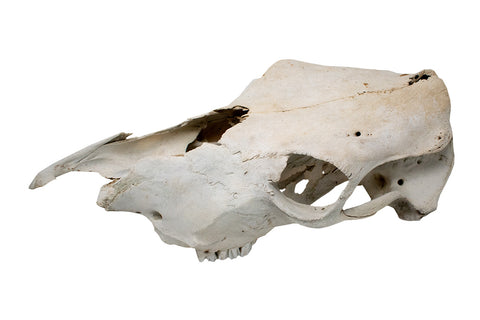 Image of cow skull