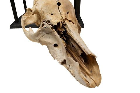 Image of Mausoleum Altar For Norse Goddess Freya With Pig Skull