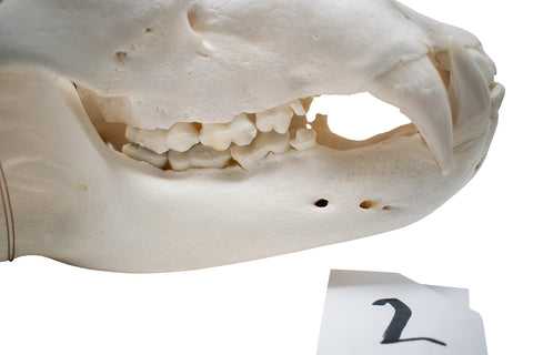 Image of XL black bear skull #2