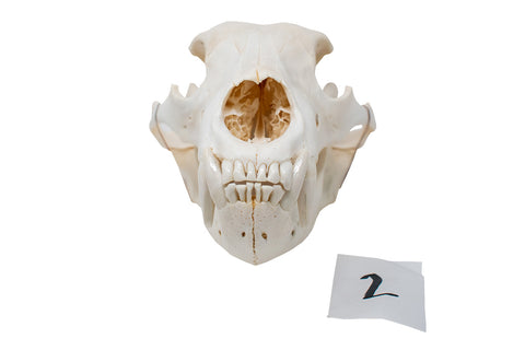 Image of XL black bear skull #2