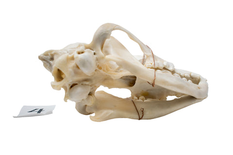Image of wolf skull #4