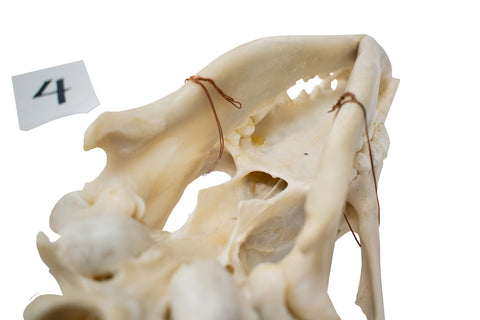 Image of wolf skull #4