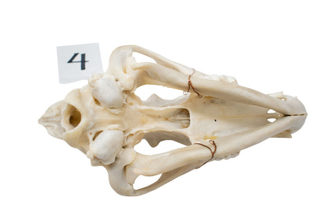Image of wolf skull #4