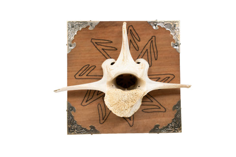 Image of Connection To The Gods Elk Vertebra Wall Hanger