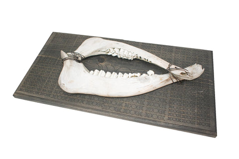 Image of moon phase elk jawbone hanger